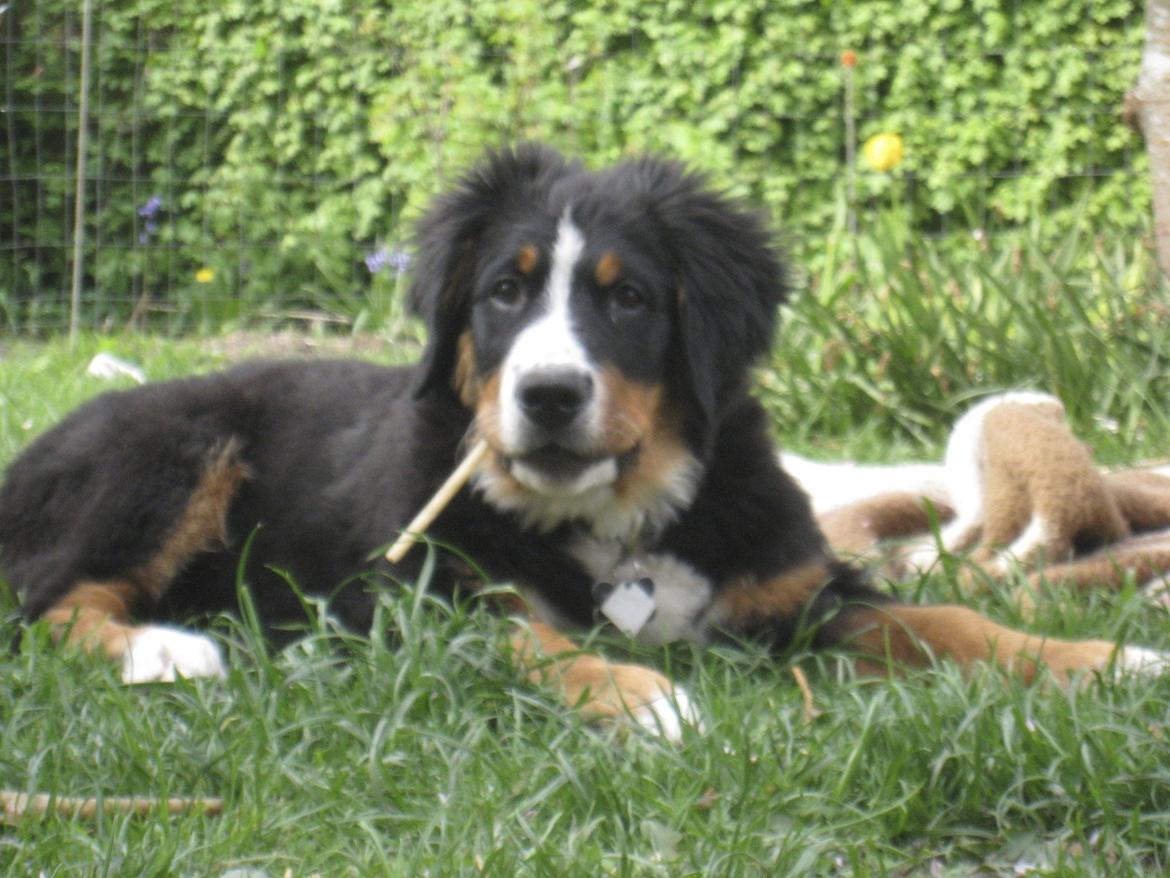 Berner sennenhund Diva billede 9