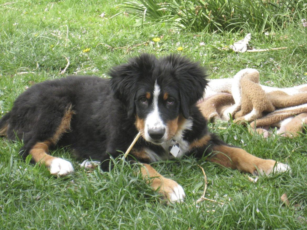 Berner sennenhund Diva billede 10