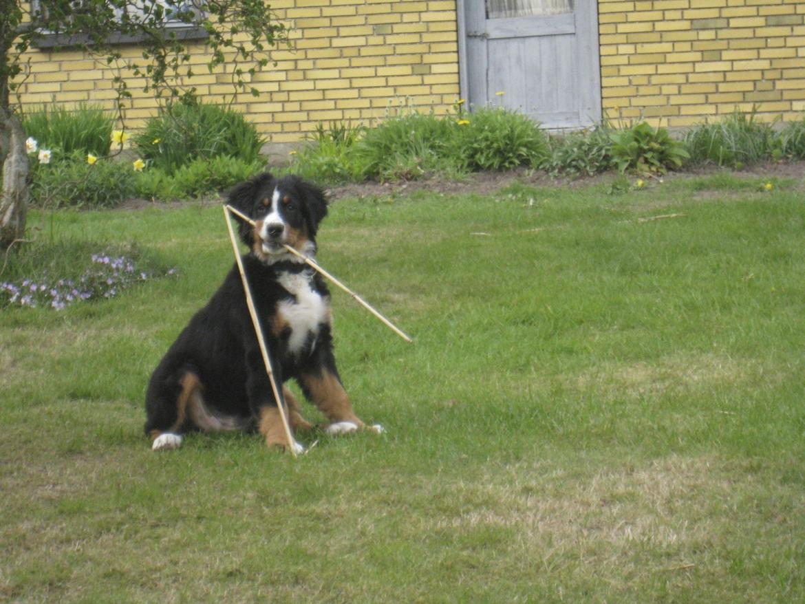 Berner sennenhund Diva billede 11