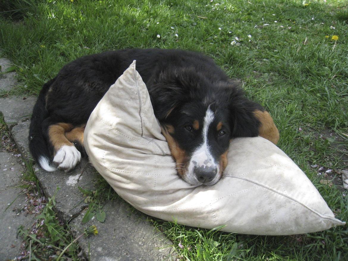 Berner sennenhund Diva billede 12