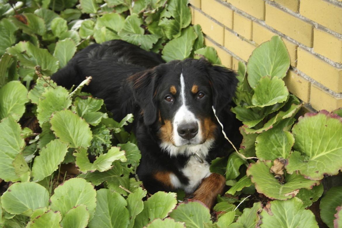 Berner sennenhund Diva billede 14