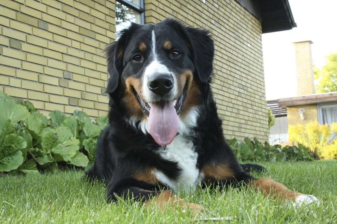 Berner sennenhund Diva billede 15