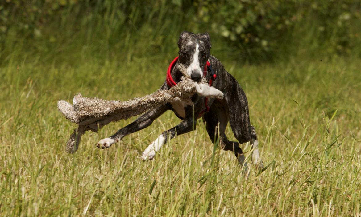 Whippet Anastasia - Juni 2012 billede 11