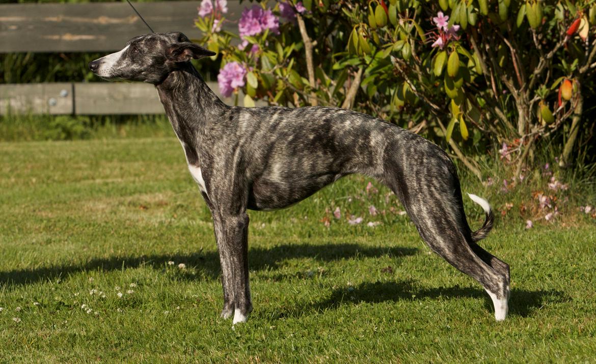Whippet Anastasia - Juni 2012 billede 12