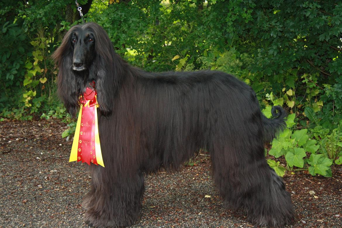 Afghansk mynde Julius - Julius bliver BIR ved Myndeklubbens udstilling i Nørresundby 2012. Nu er han Dansk Champion. billede 2