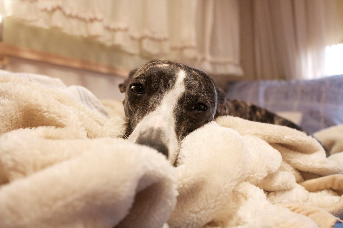 Whippet Anastasia - Mai 2012 billede 3