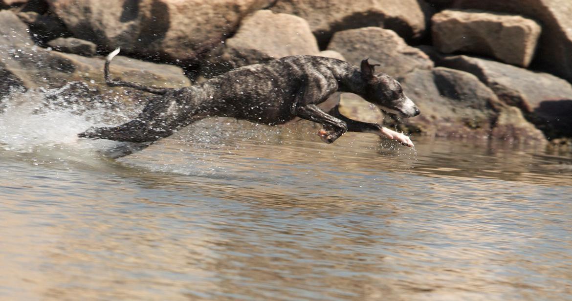 Whippet Anastasia - Mai 2012 billede 13