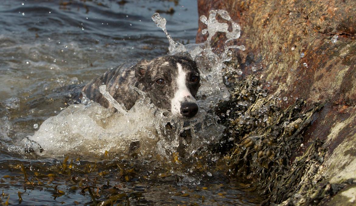 Whippet Anastasia - Mai 2012 billede 14