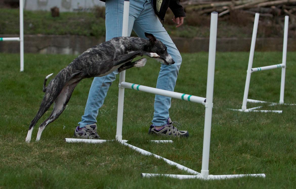 Whippet Anastasia - April 2012 billede 15