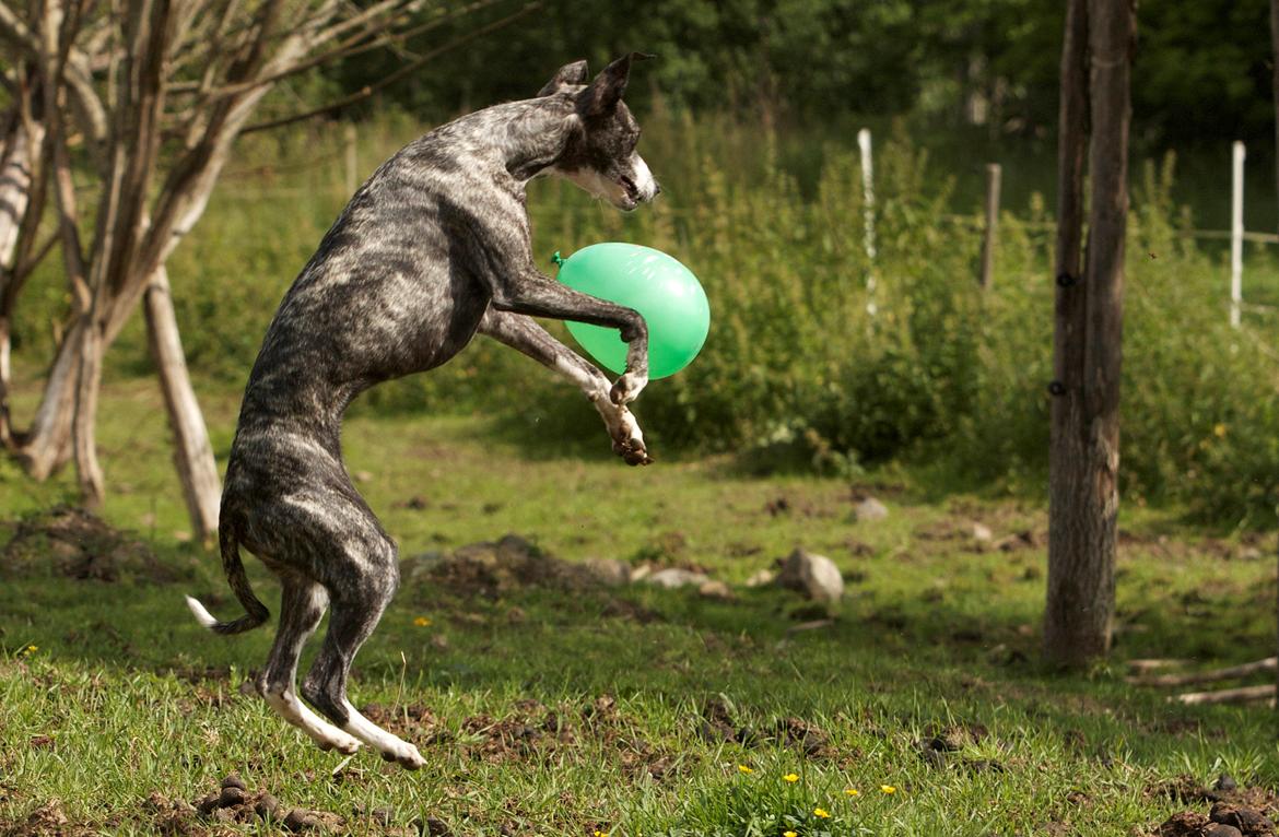 Whippet Anastasia - Juli 2012 billede 16