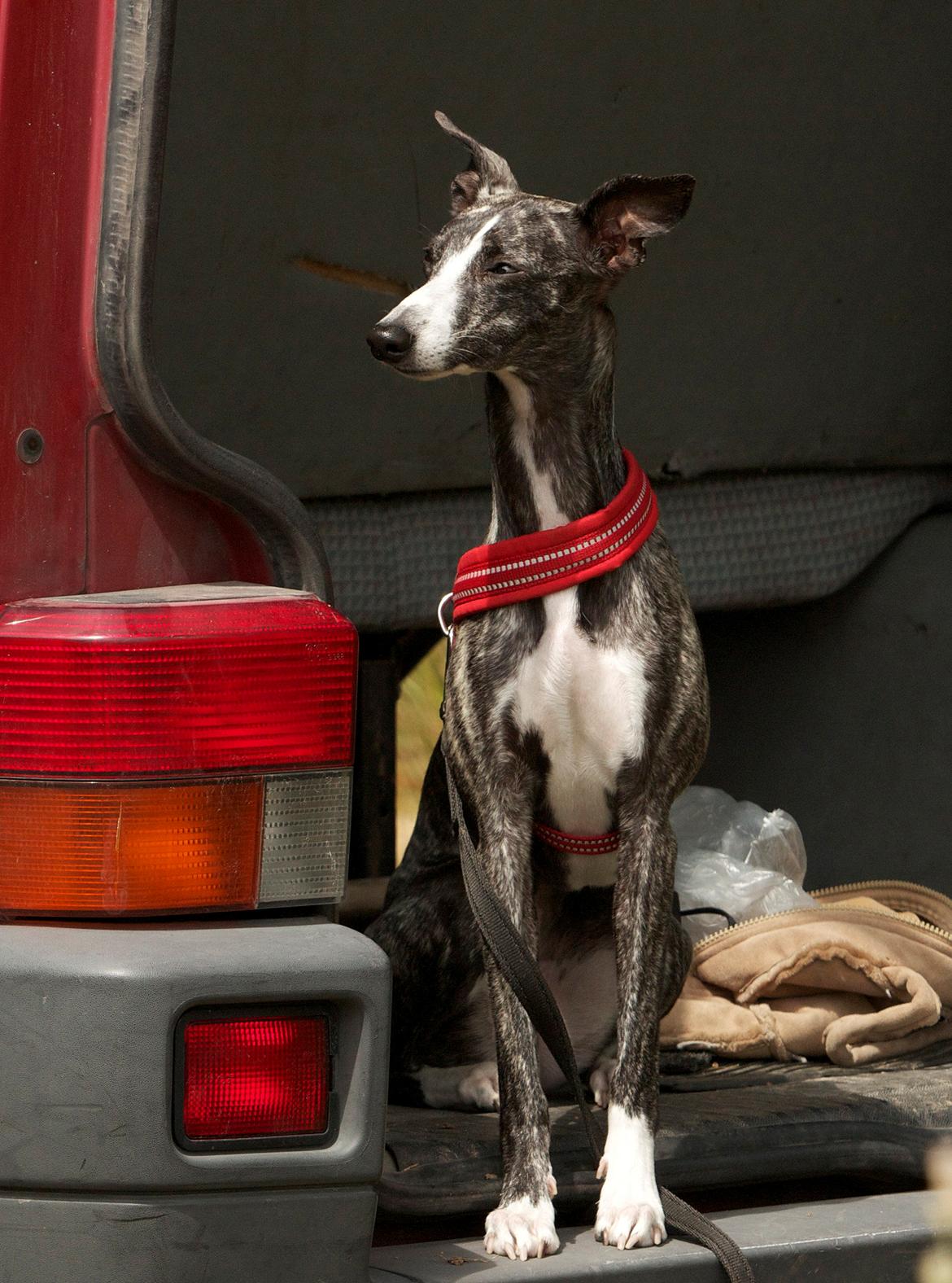 Whippet Anastasia - Juli 2012 billede 17