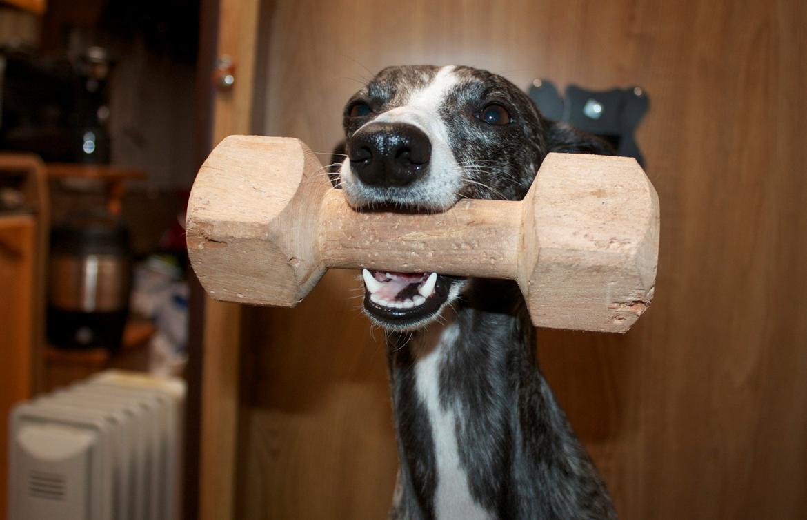 Whippet Anastasia - Juni 2012 billede 18