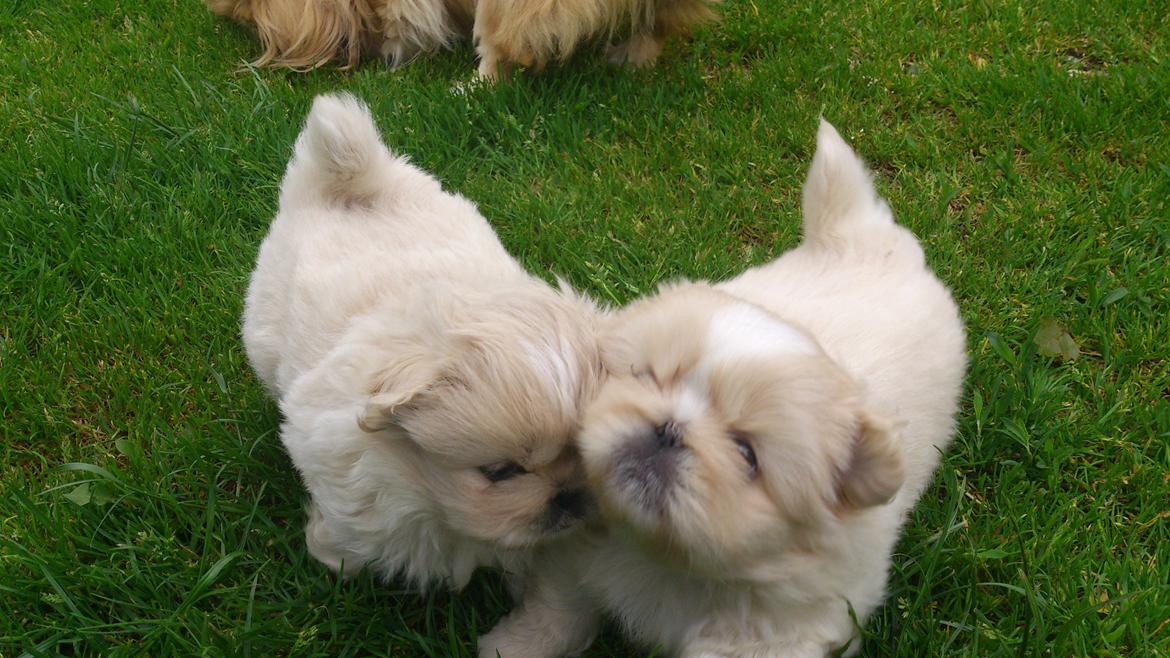 Pekingeser Charlie - Charlies hvalpe
"Frida og Sally" billede 17