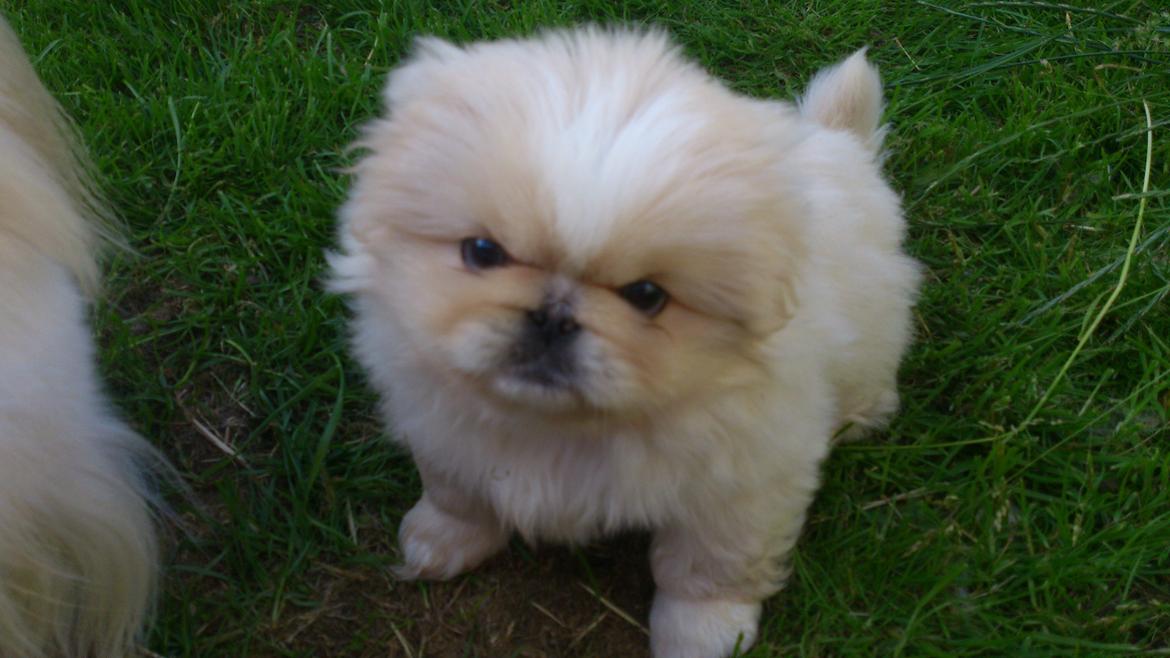Pekingeser Charlie - Sally billede 18
