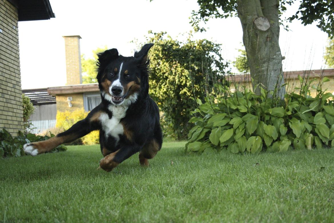 Berner sennenhund Diva billede 16