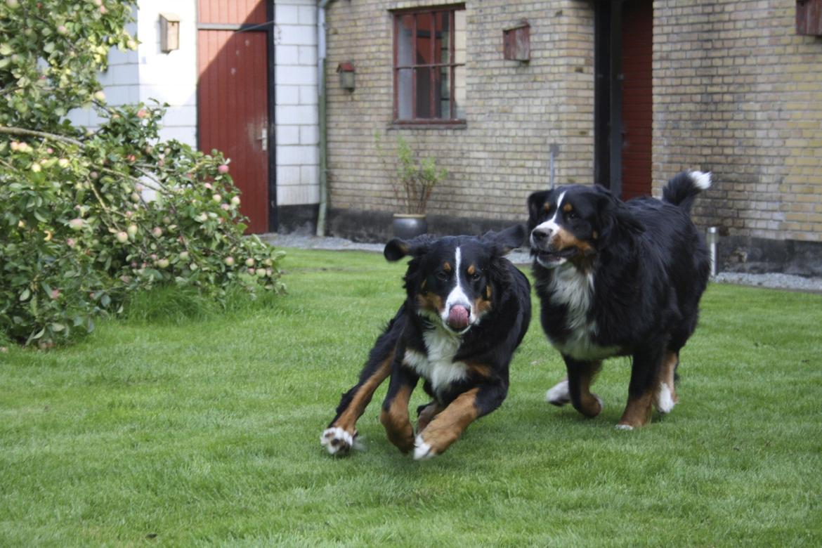 Berner sennenhund Diva billede 18