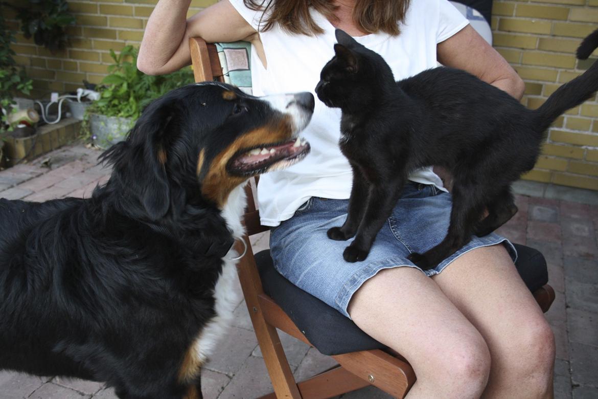 Berner sennenhund Diva billede 19