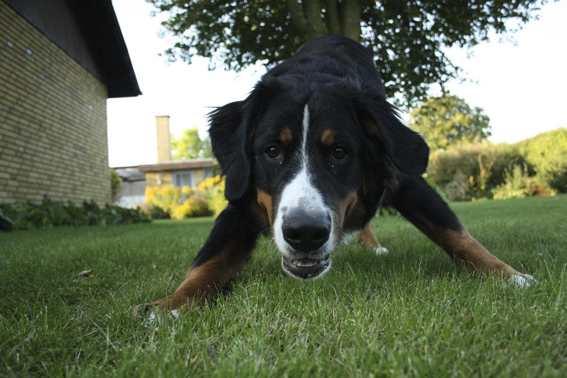 Berner sennenhund Diva billede 20