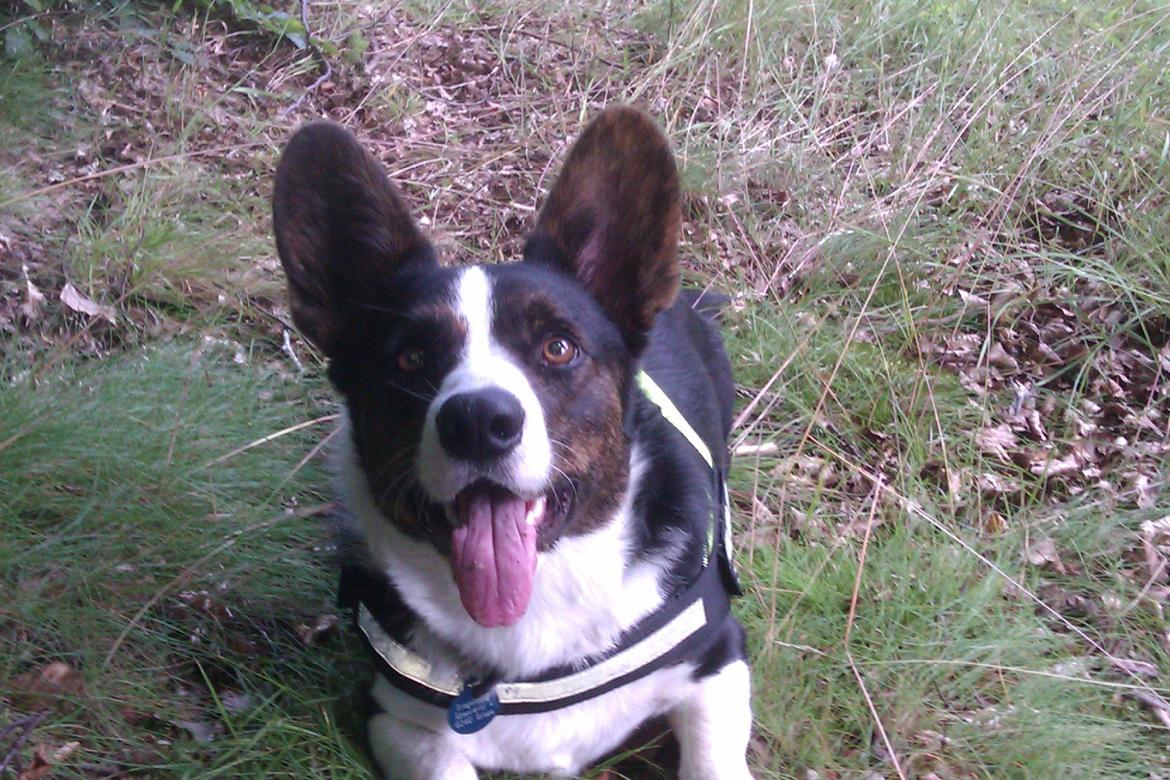 Welsh corgi cardigan Aasteds Fighting Friend (Ludvig) billede 1
