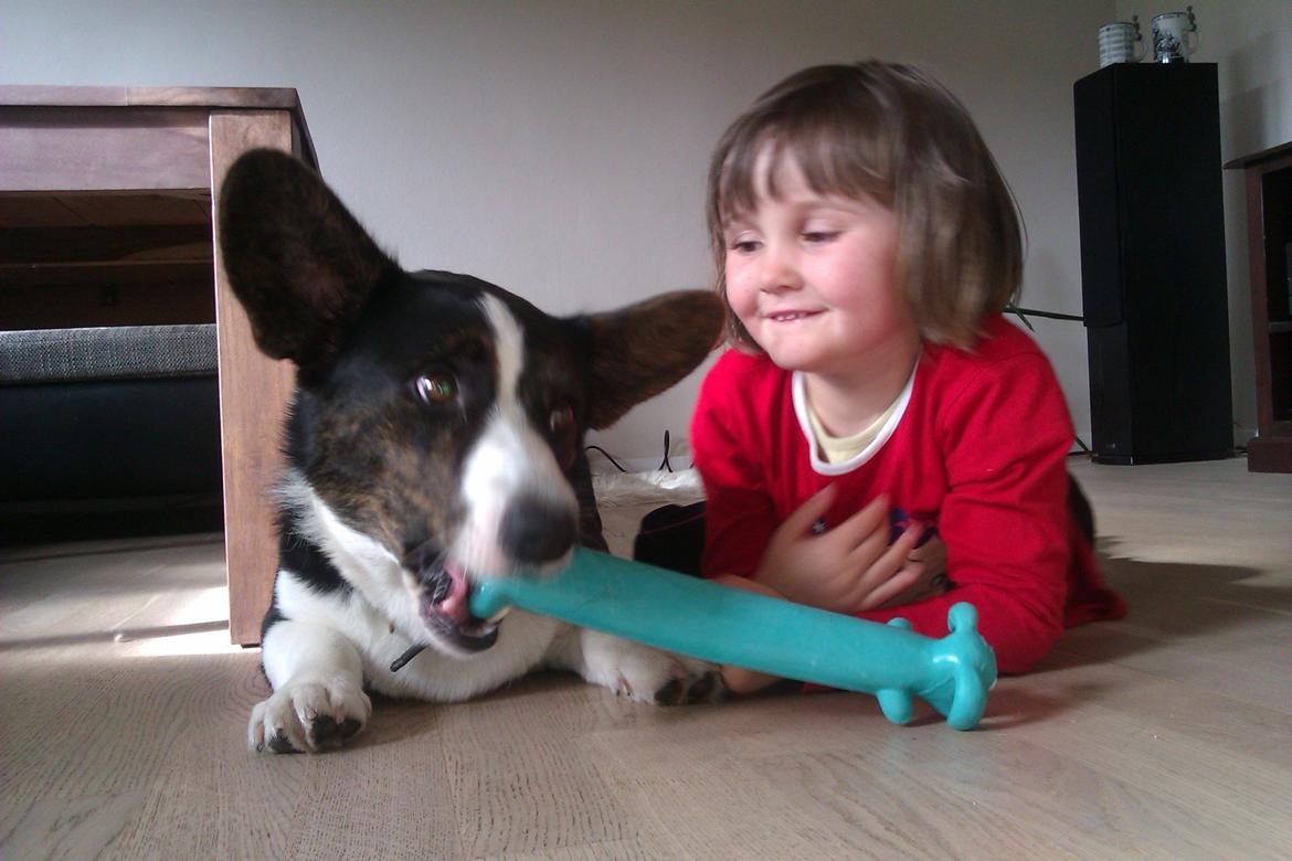 Welsh corgi cardigan Aasteds Fighting Friend (Ludvig) billede 2