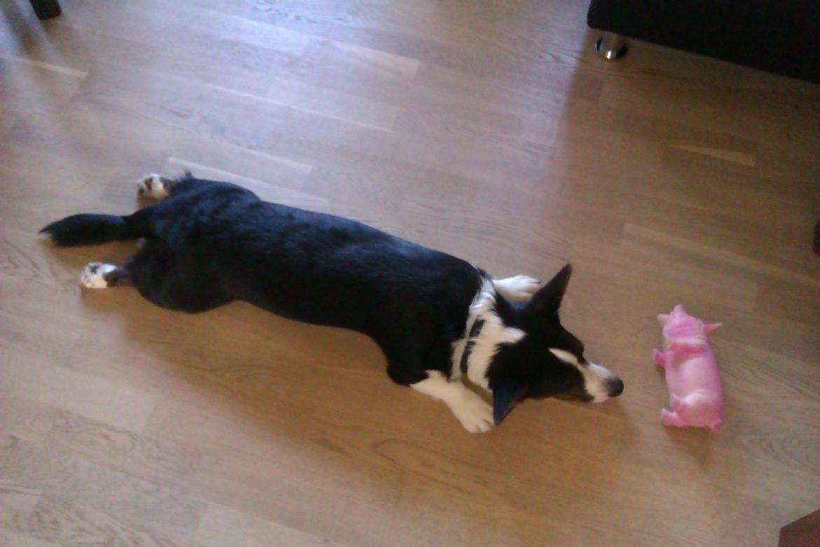 Welsh corgi cardigan Aasteds Fighting Friend (Ludvig) billede 3