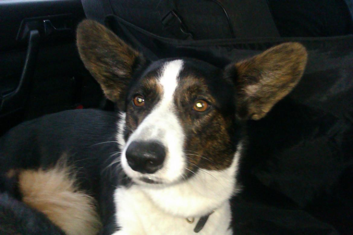 Welsh corgi cardigan Aasteds Fighting Friend (Ludvig) billede 5