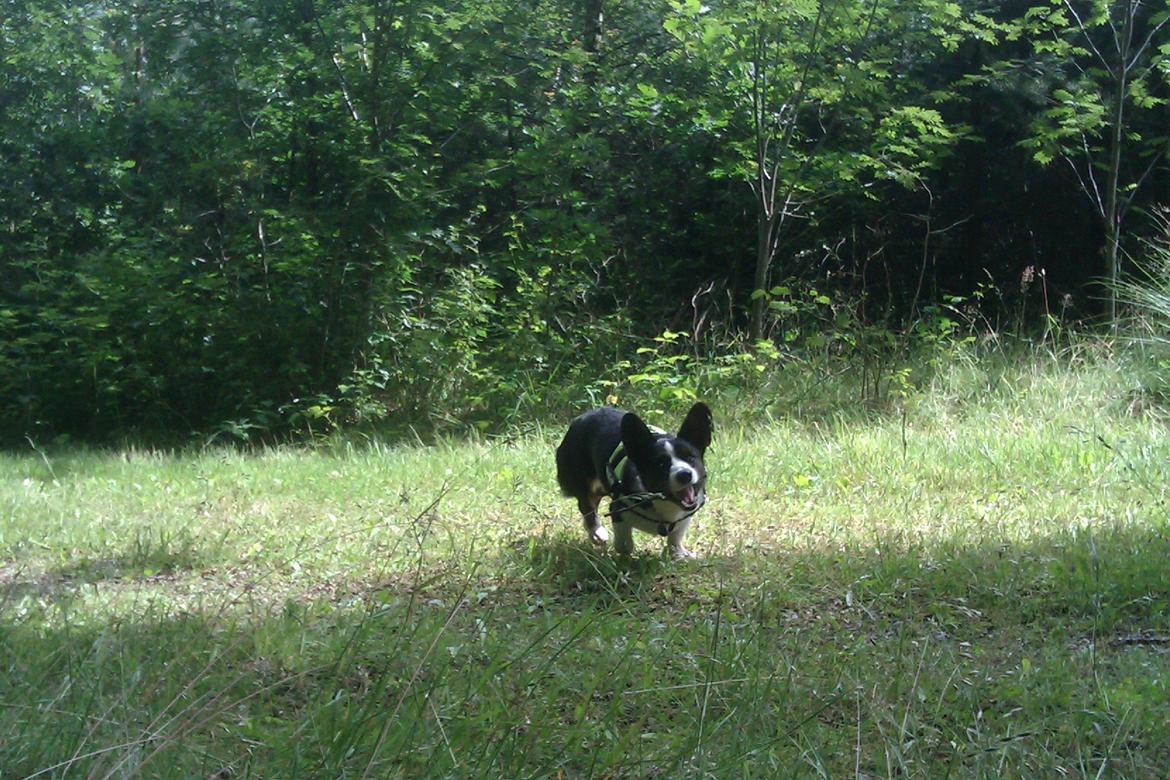 Welsh corgi cardigan Aasteds Fighting Friend (Ludvig) billede 6