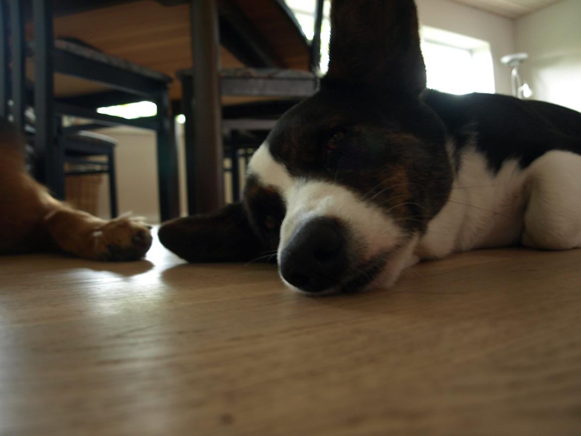 Welsh corgi cardigan Aasteds Fighting Friend (Ludvig) billede 8