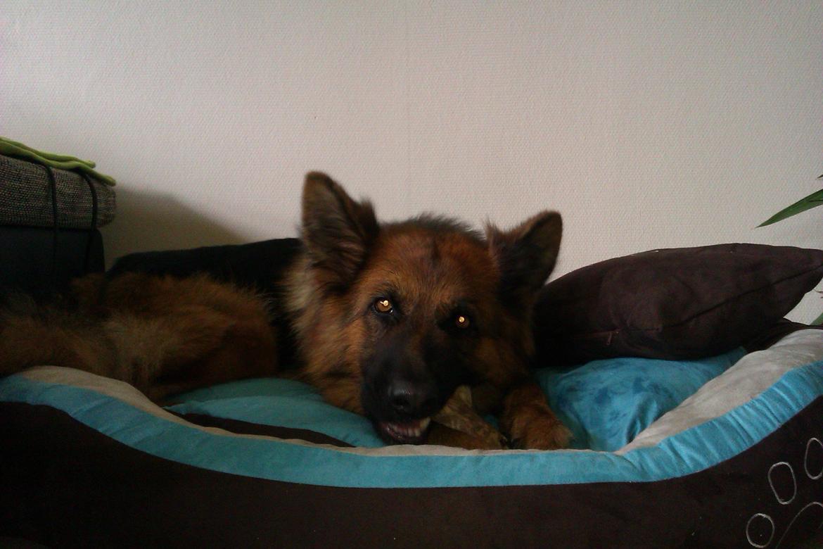 Schæferhund Jenna billede 1