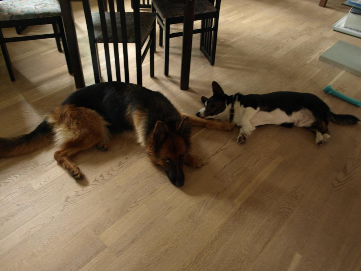 Schæferhund Jenna billede 2