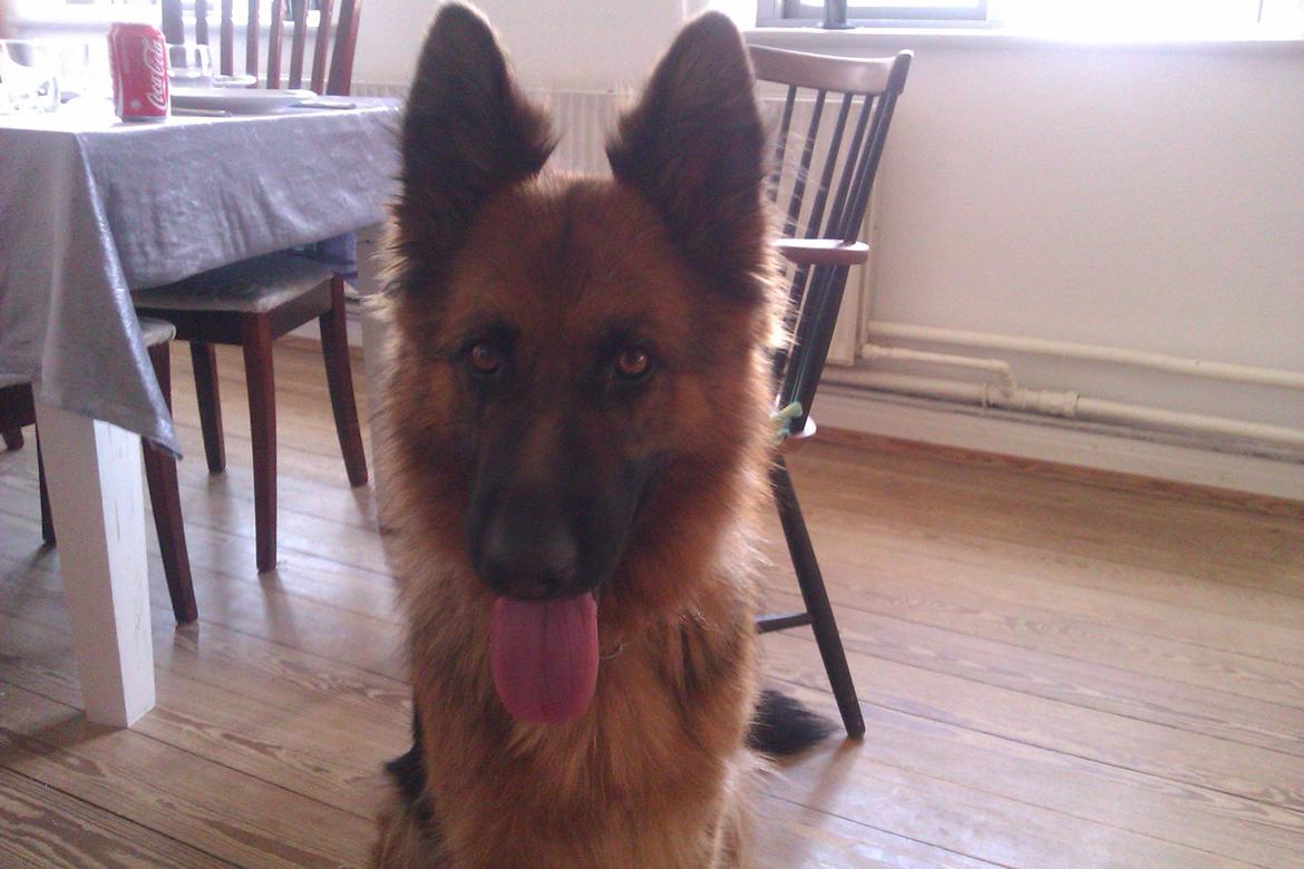 Schæferhund Jenna billede 3