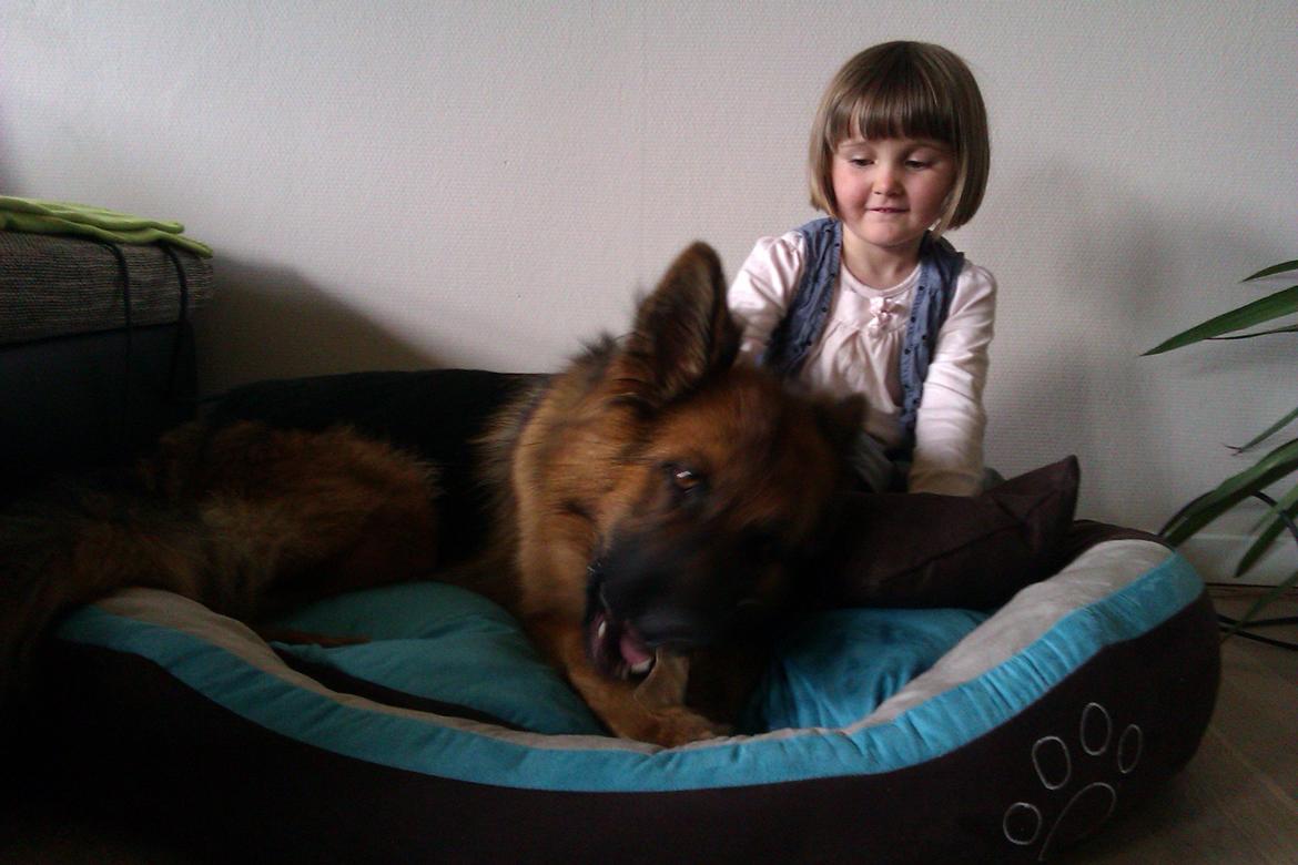 Schæferhund Jenna billede 4