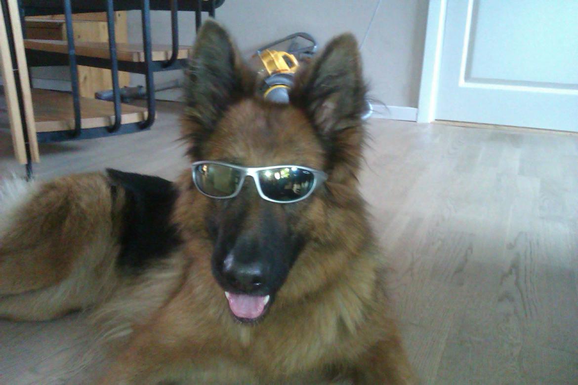 Schæferhund Jenna - i'm cool :D billede 5