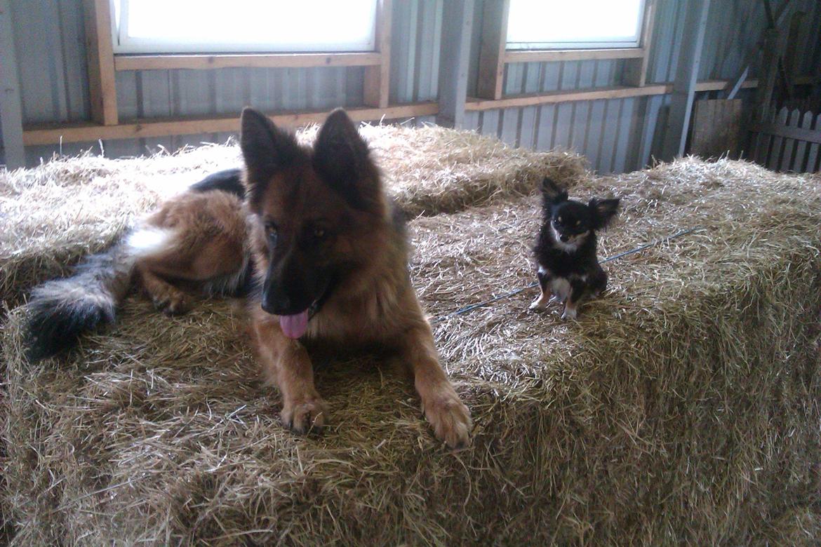 Schæferhund Jenna - hvis nogen er i hvivl, så er hunden til højre absolut størst hvis man spørger dem selv :p billede 6