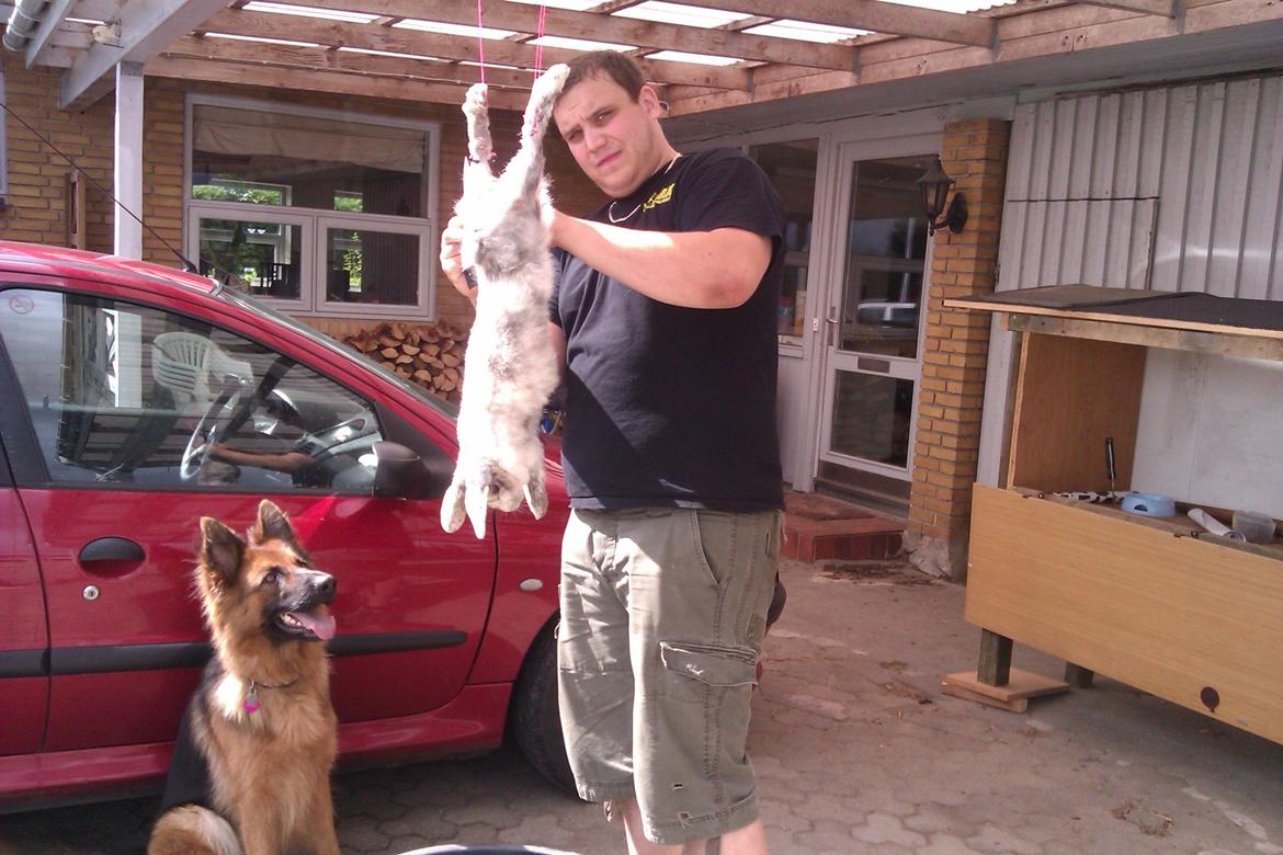 Schæferhund Jenna - mmm.. frisk kaninsteg billede 7