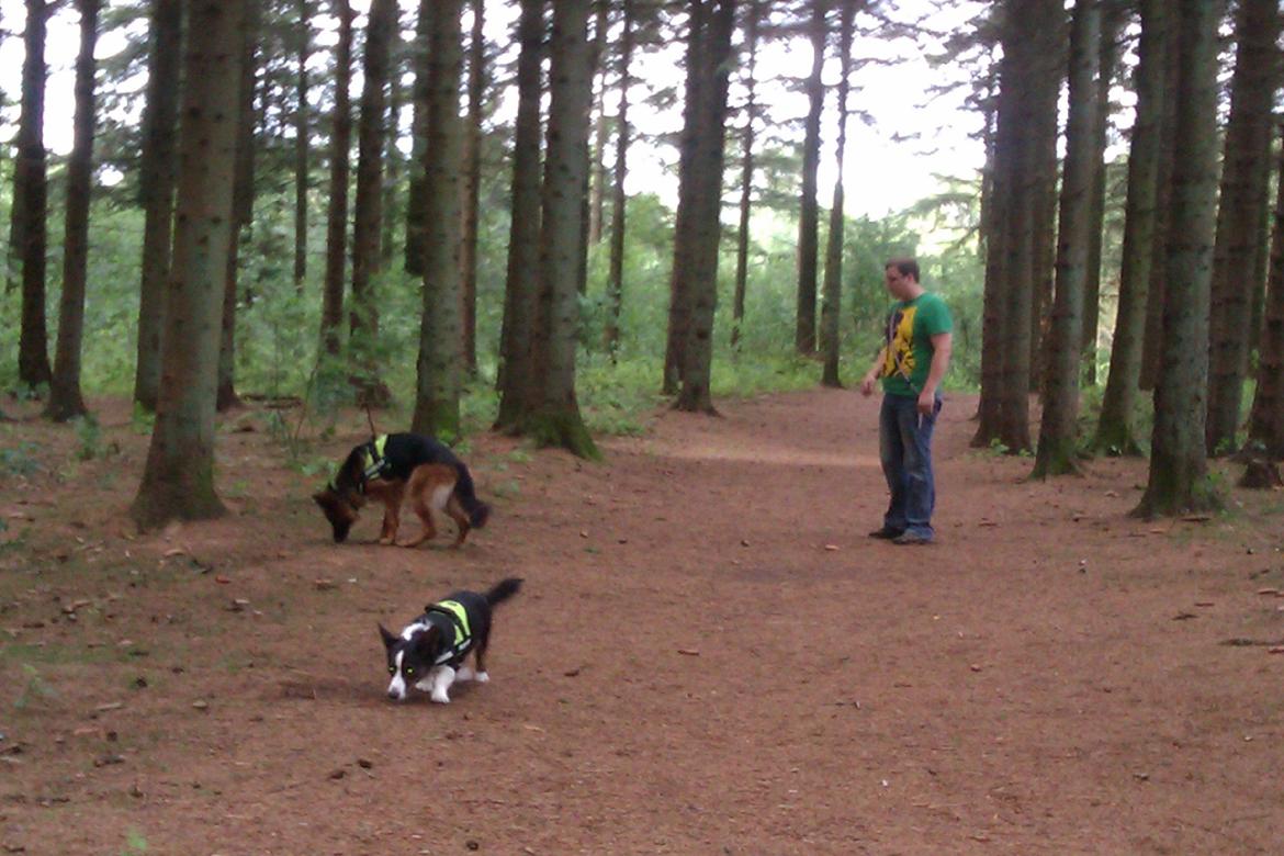 Schæferhund Jenna billede 8