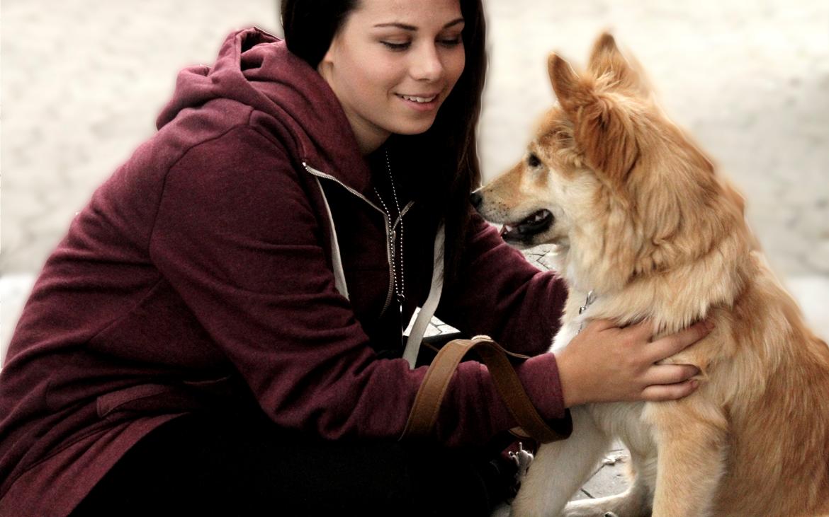 Islandsk fårehund Gladur Nanna billede 2