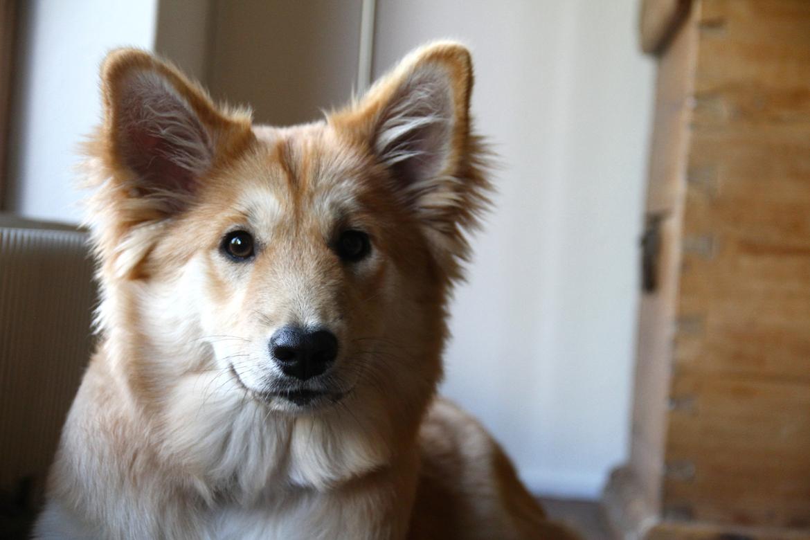 Islandsk fårehund Gladur Nanna billede 4