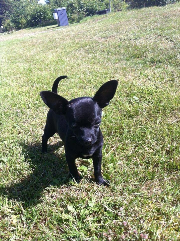 Chihuahua Gizmo billede 4