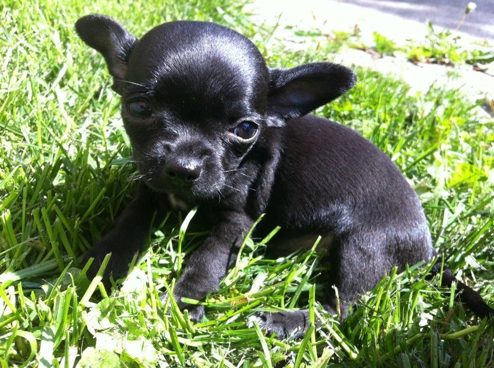 Chihuahua Gizmo billede 5