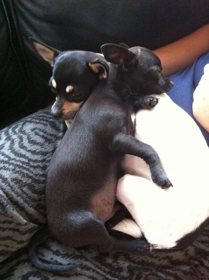 Chihuahua Gizmo billede 6