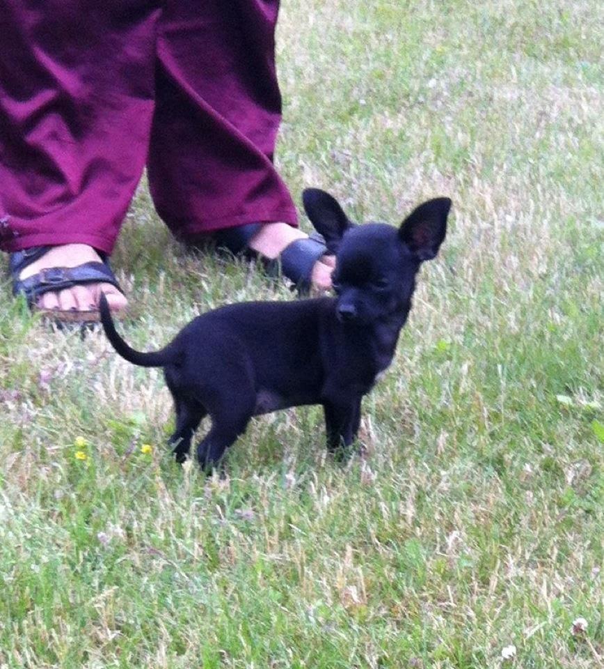 Chihuahua Gizmo billede 7