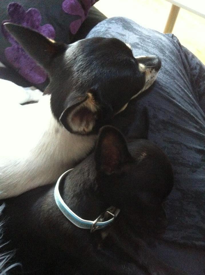 Chihuahua Gizmo billede 8