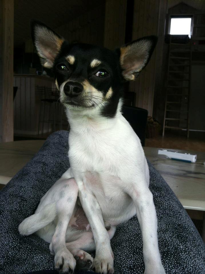 Chihuahua Flowers Kato billede 1