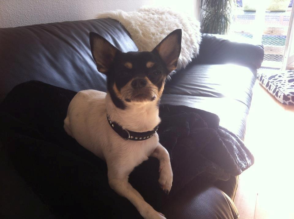 Chihuahua Flowers Kato billede 2