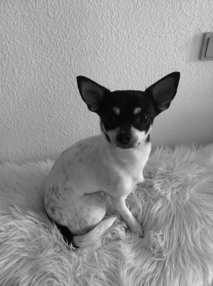 Chihuahua Flowers Kato billede 14