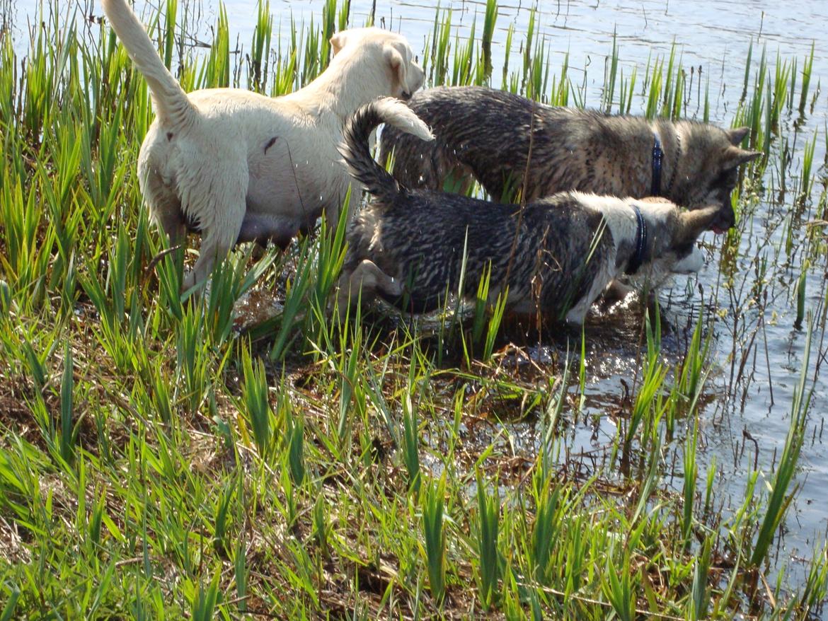 Siberian husky CITA LULU SALI billede 2