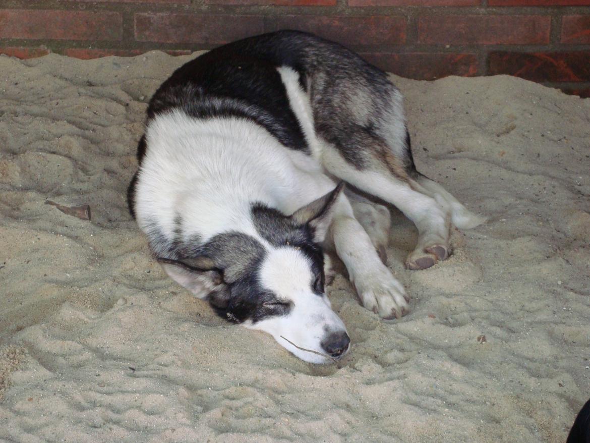 Siberian husky CITA LULU SALI billede 3