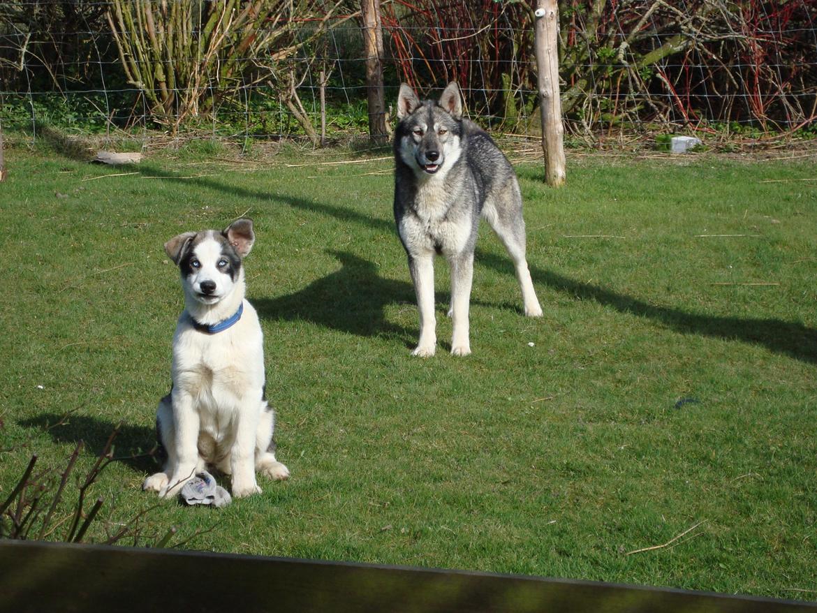 Siberian husky CITA LULU SALI billede 4