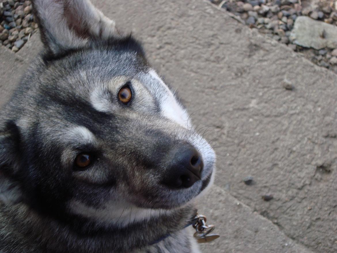 Siberian husky CITA LULU SALI billede 5